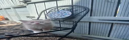 Domestic Shorthair cats for sale: Kittens ready to find a loving forever home  - Advert 2