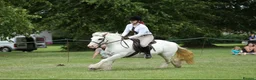 Irish Cob horses for sale: Big Betty in Huntingdon - Advert 24