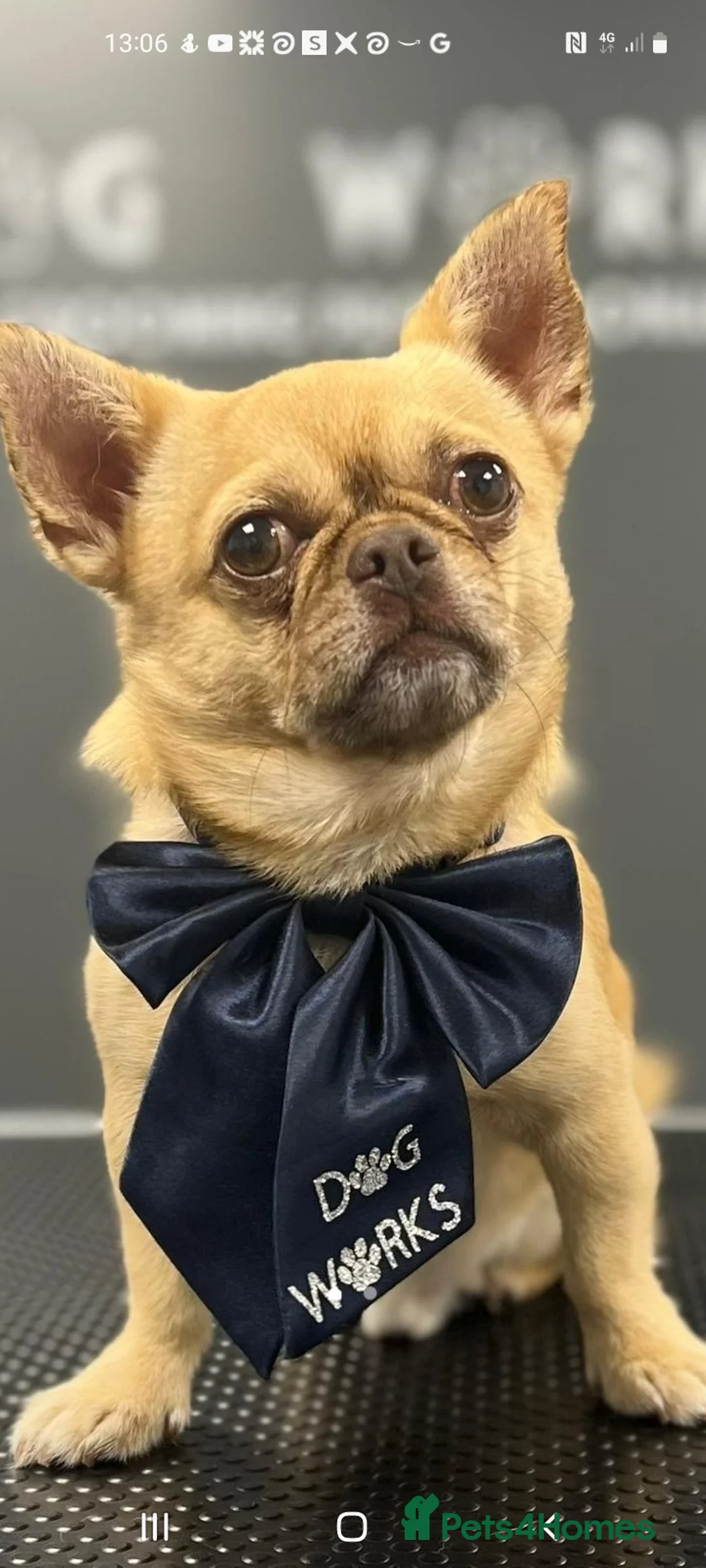 Chihuahua dogs for stud: Apple head chihuahua  - Advert 8