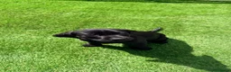 Labrador Retriever dogs for sale: KC Reg Black Labrador Puppies – Only 2 Girls Left! - Advert 14
