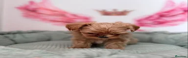 Maltipoo Puppy 3