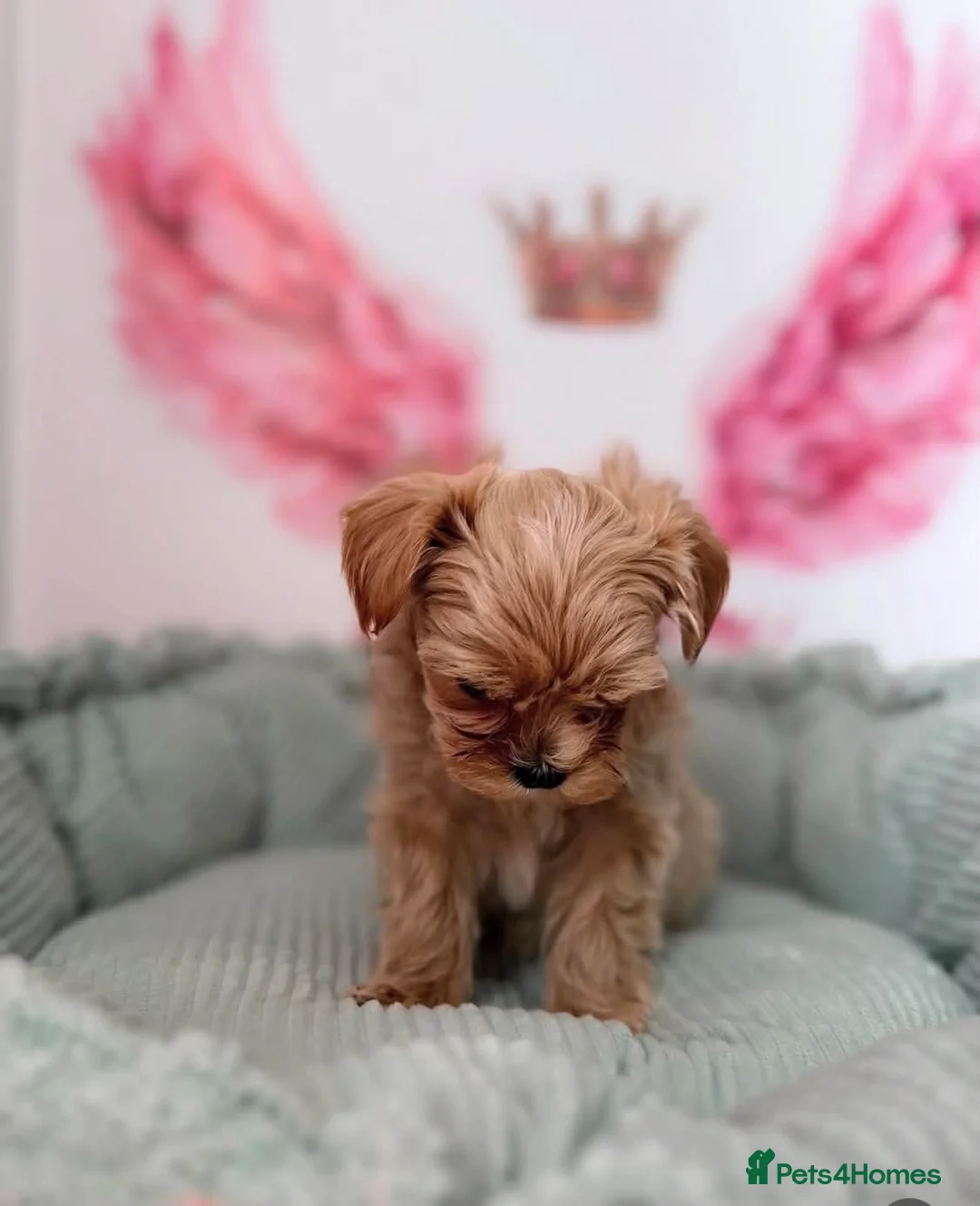 Maltipoo dogs for sale: Unique Love -Tiny Asian Maltipoo  - Advert 17