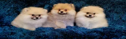 Pomeranian dogs for sale: Stunning KC Pomeranian Puppies for sale - Advert 18
