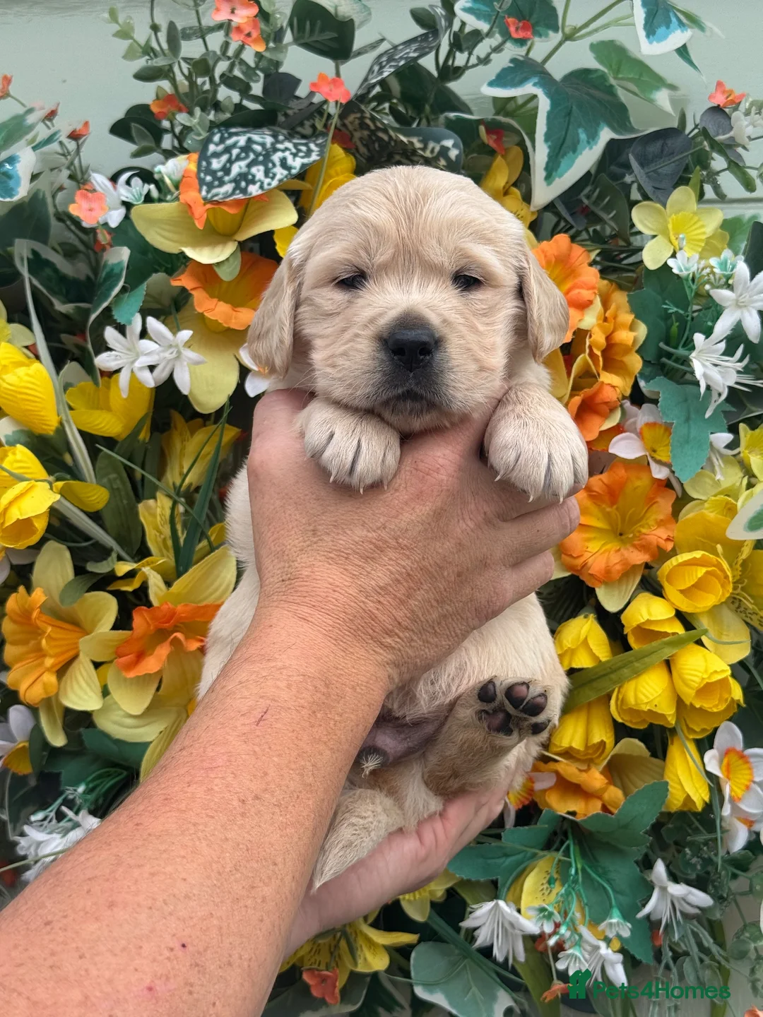 Golden Retriever dogs for sale: 9 kc reg gorgeous golden retriever puppies  - Advert 11