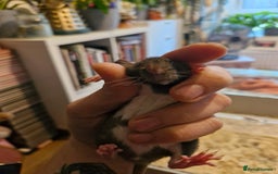 Rat rodents for sale: 6 beautiful Female Rats - Image 1