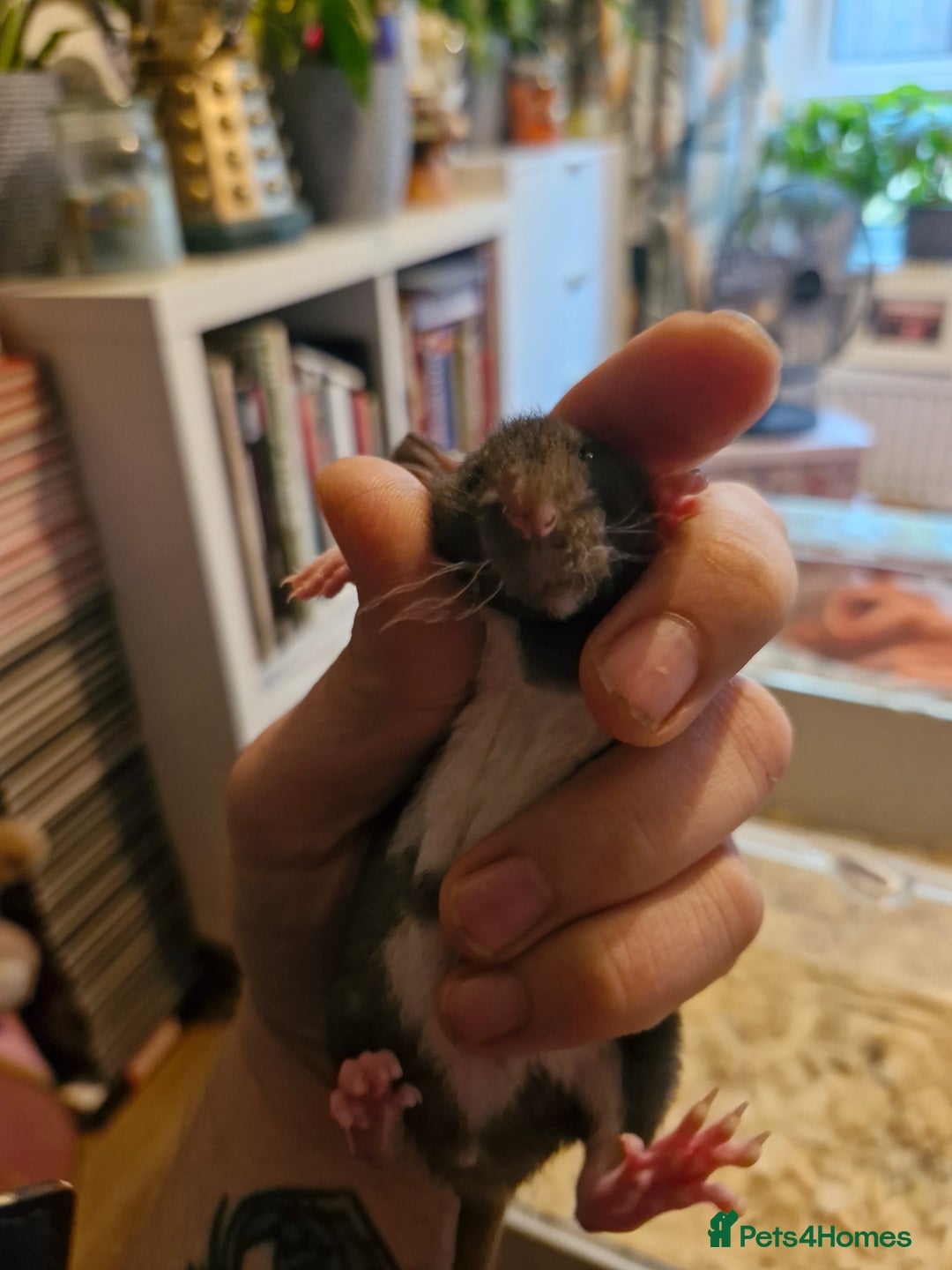 Rat rodents for sale: 6 beautiful Female Rats - Image 1