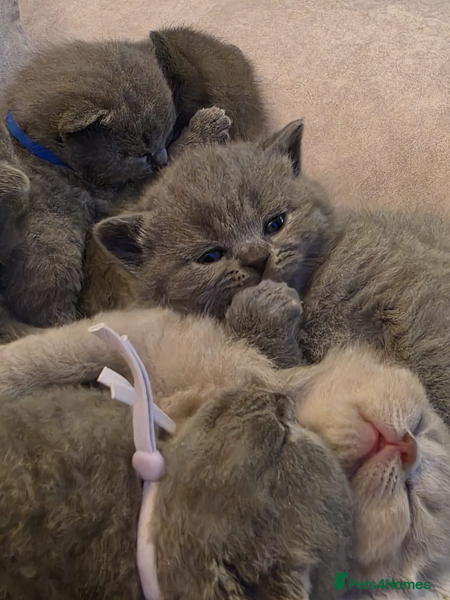 British Shorthair cats  Adorable British Shorthair Kittens - Advert 1