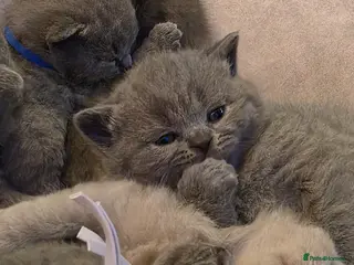 British Shorthair cats Adorable British Shorthair Kittens - Advert 1