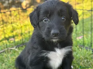 Bordoodle dogs Bordoodle Puppies ⭐ - Advert 2