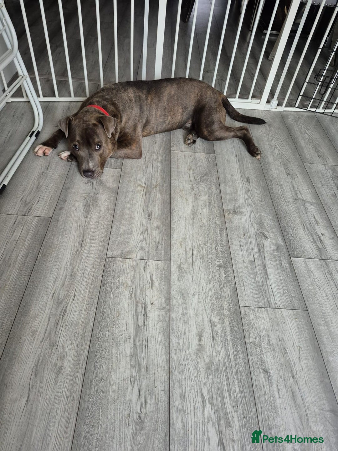 Staffordshire Bull Terrier dogs for sale: Staffy blue/brown for sale  1yr and 4mths - Advert 2