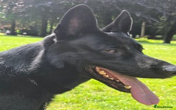 German Shepherd dogs for stud: PROVEN- BLACK-GERMAN SHEPHERD AVAILABLE FOR STUD in Walsall - Image 1