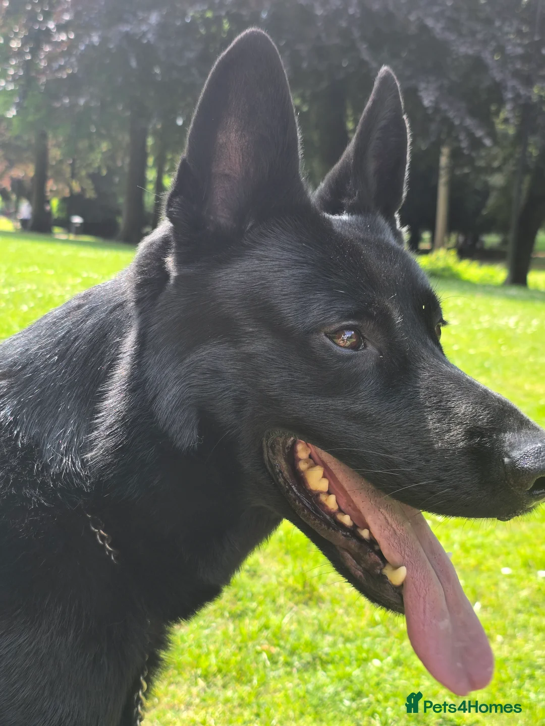 German Shepherd dogs for stud: PROVEN- BLACK-GERMAN SHEPHERD AVAILABLE FOR STUD in Walsall - Advert 3