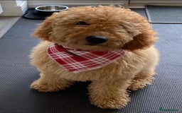 Labradoodle dogs for sale: Health Tested Fox Red (Miniature) Labradoodles - Image 3