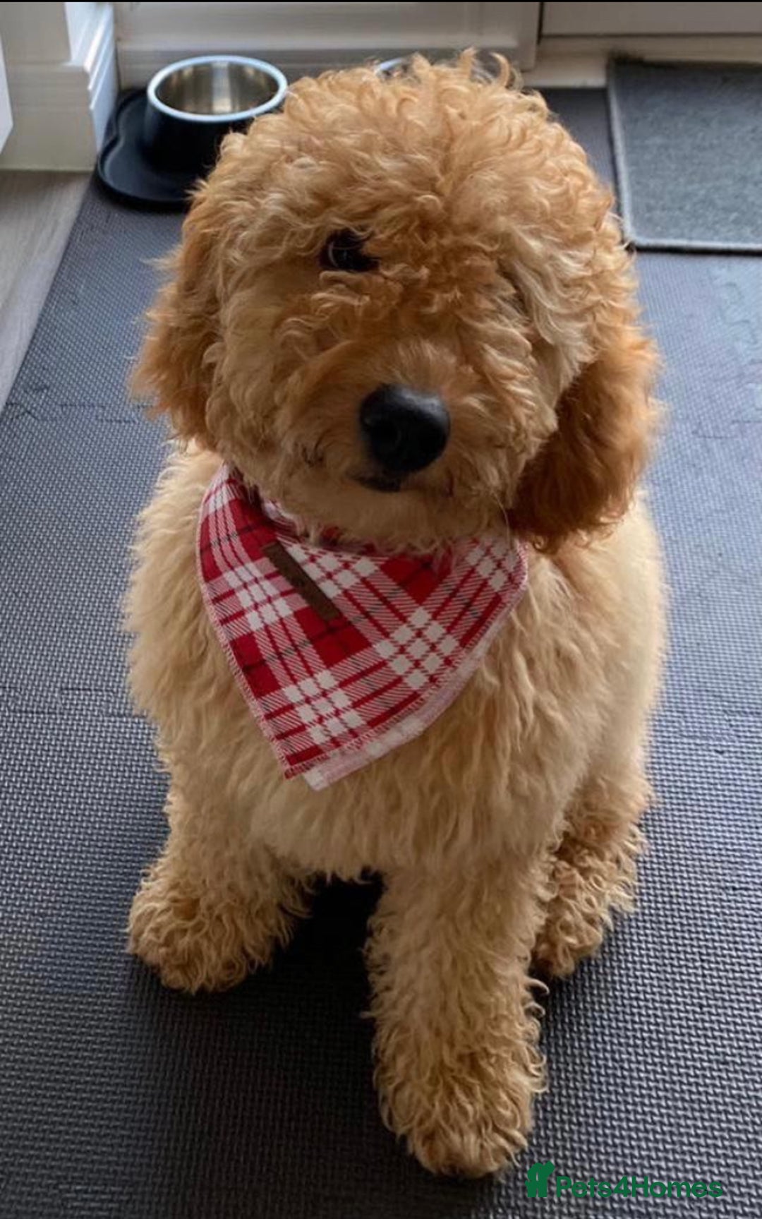 Labradoodle dogs for sale: Health Tested Fox Red (Miniature) Labradoodles - Image 3