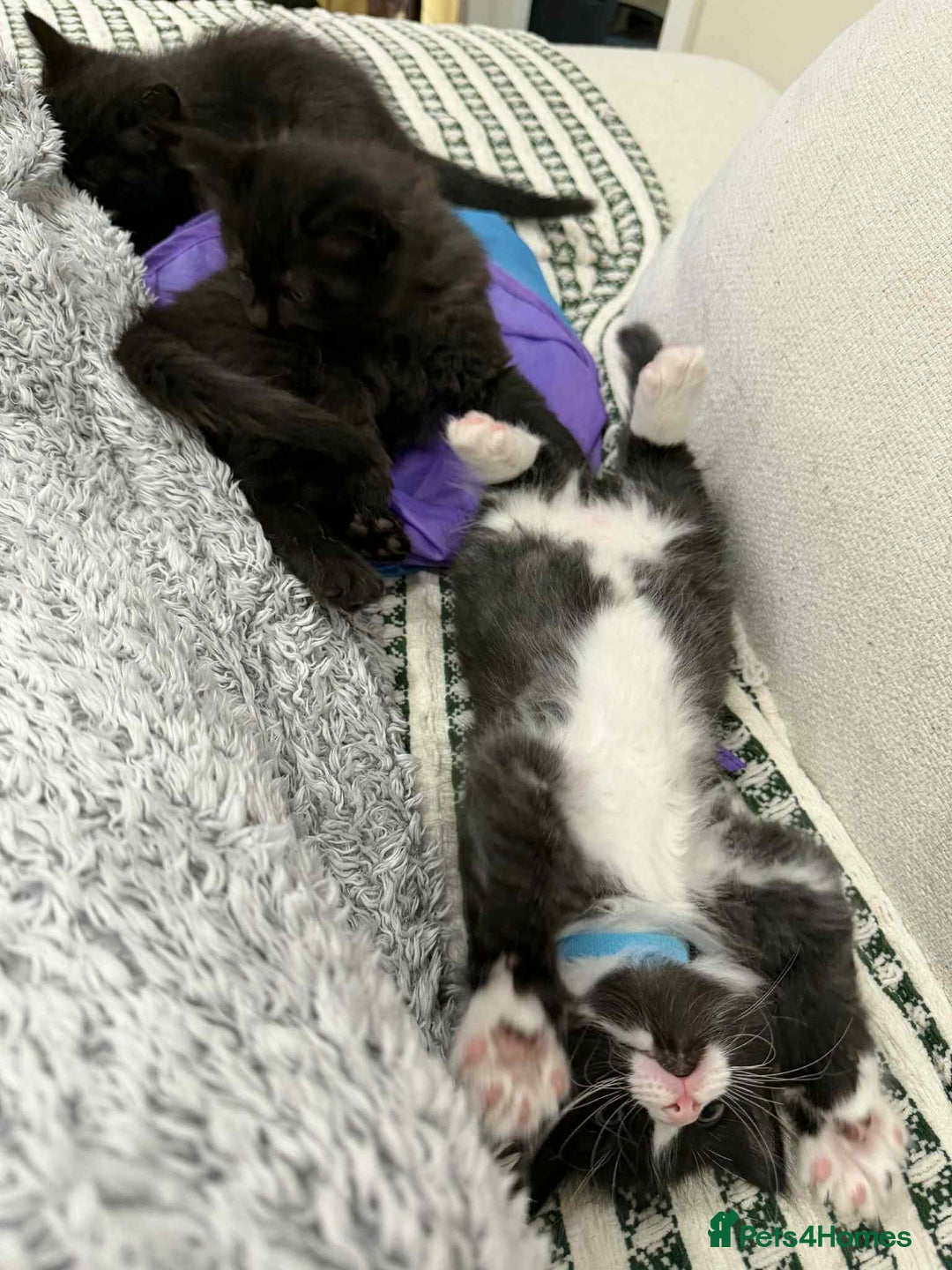 Ragdoll cats for sale: Ragdoll mix  - Advert 8