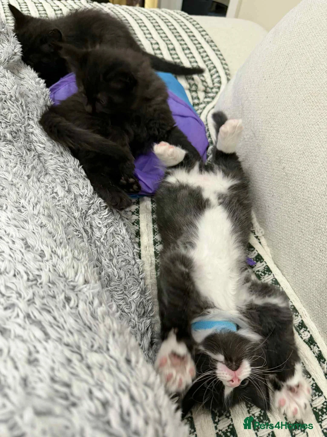 Ragdoll cats for sale: Ragdoll mix  - Advert 8