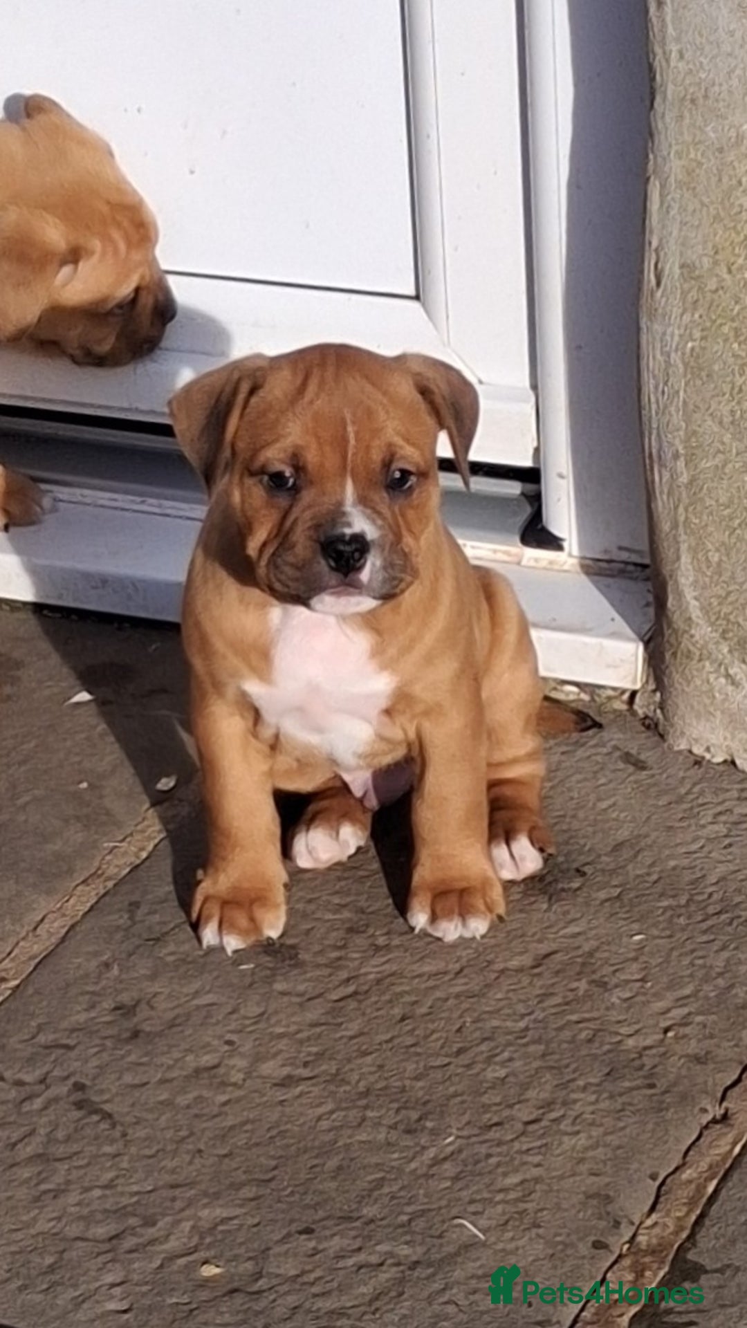 Mixed Breed dogs for sale: Beautiful chunky pups  - Advert 9
