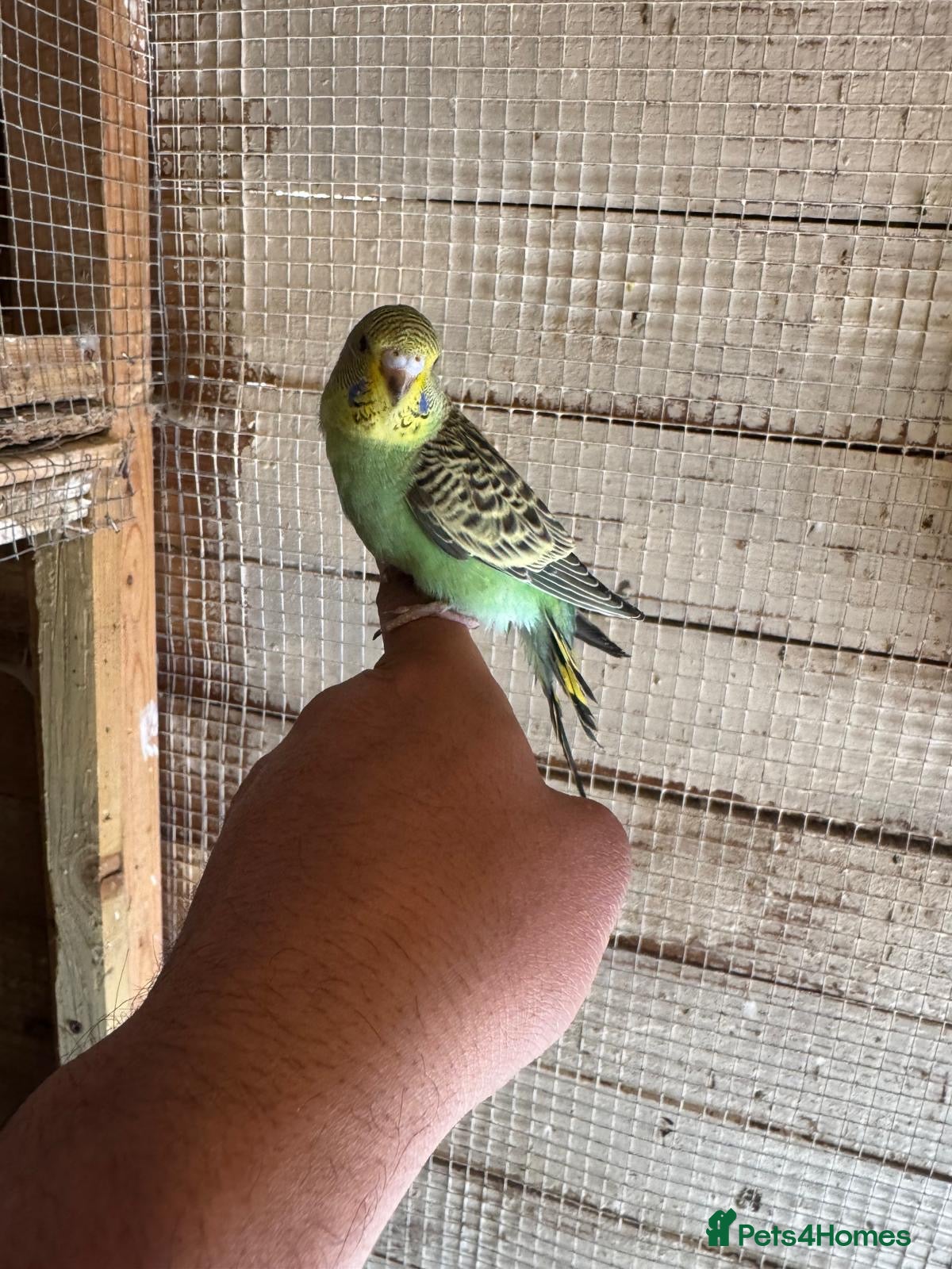 Budgerigars birds Budgies for sale £40 each collection mk404nn - Advert 14