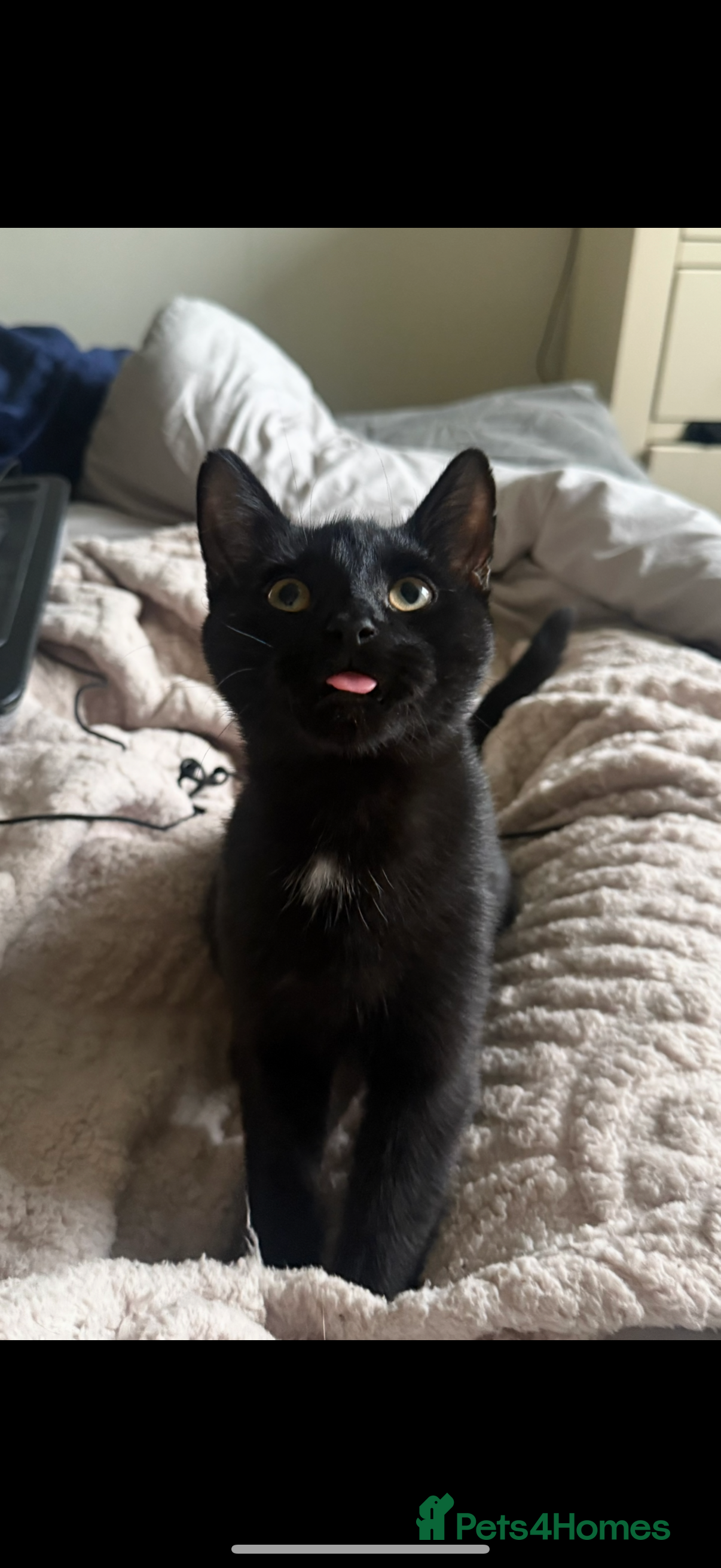 Mixed Breed cats Neutered Boy  - Advert 1