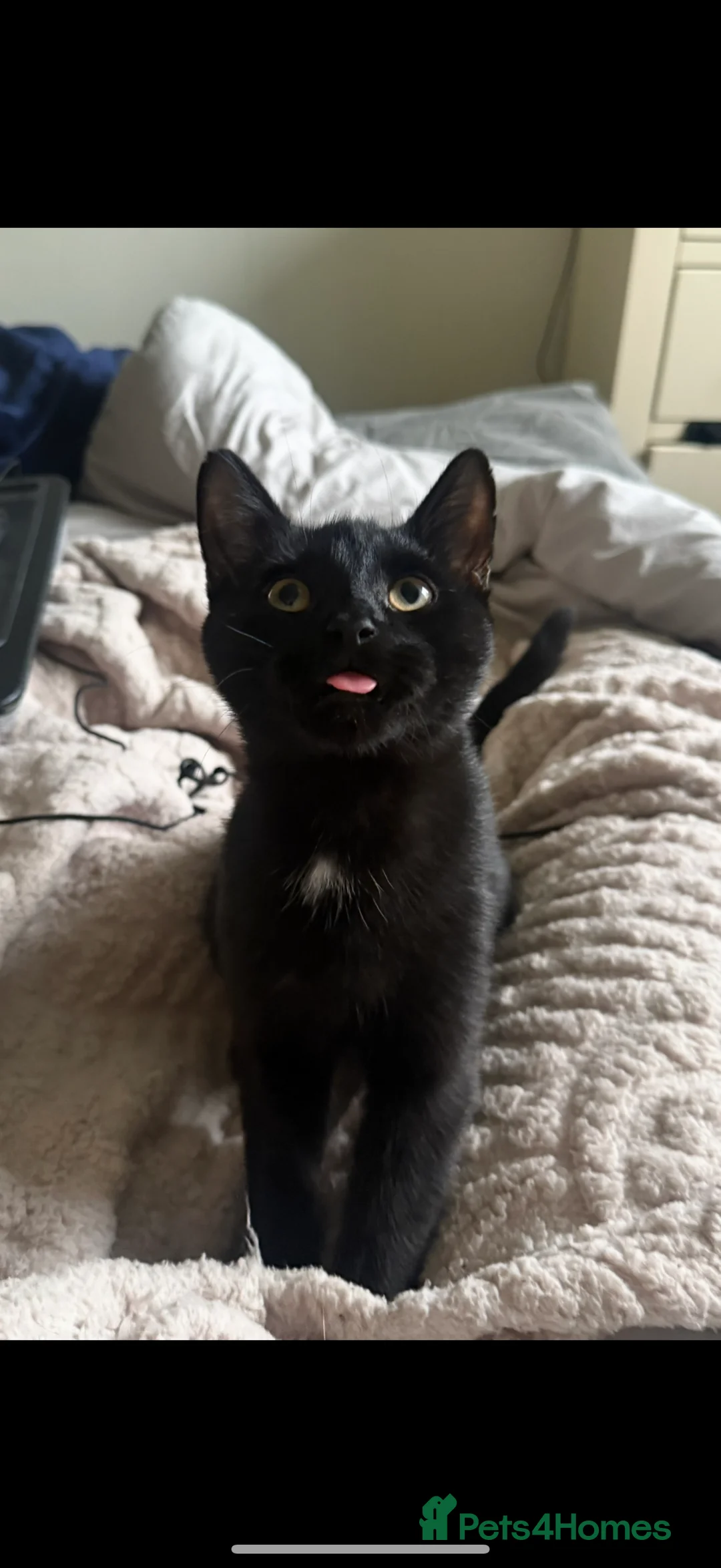 Mixed Breed cats for sale: Neutered Boy  - Advert 1