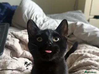 Mixed Breed cats Neutered Boy - Advert 1