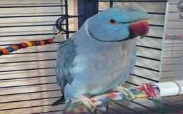 Ringnecks birds for sale: Blue Indian Ringneck Male - Image 3
