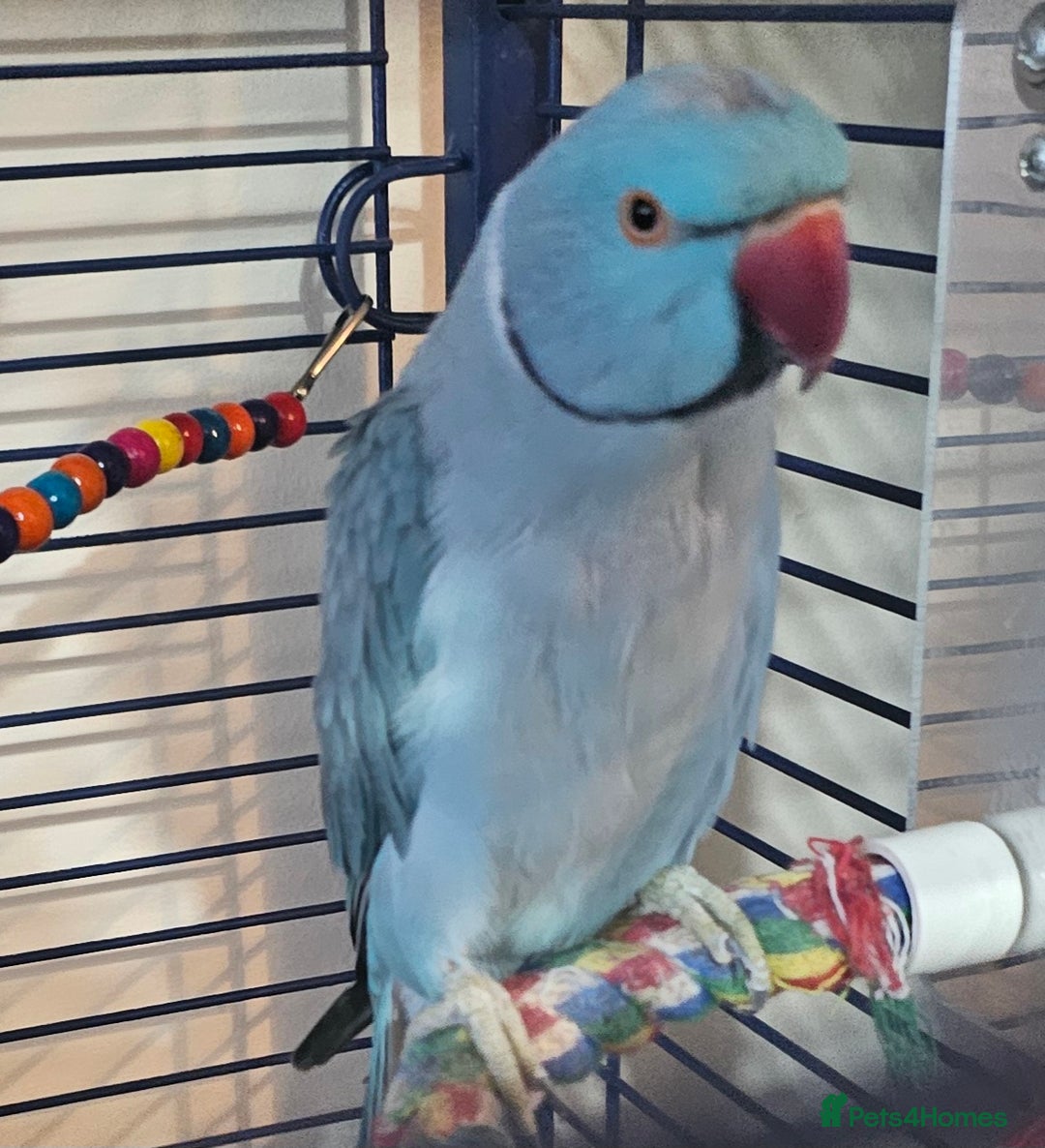 Ringnecks birds for sale: Blue Indian Ringneck Male - Image 3