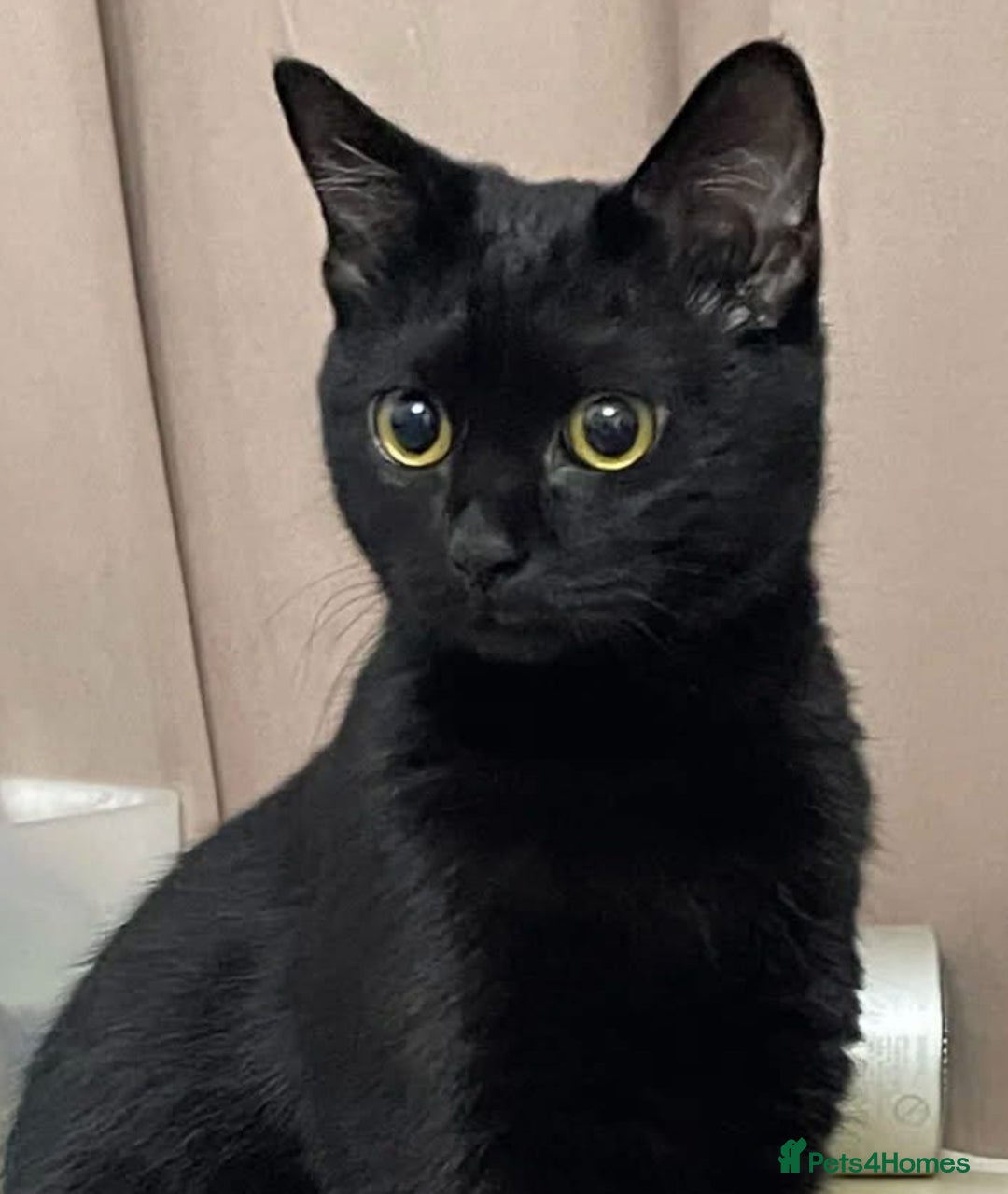 Mixed Breed cats for sale: Adorable kitty For black cat lovers  - Image 5
