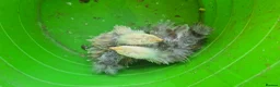 Chickens poultry for sale: 4 week old mixed Bantams  - Advert 4