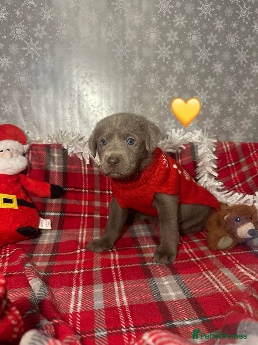 Labrador Retriever dogs for sale: !REDUCED! silver labrador's KC - Advert 7