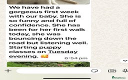 Golden Retriever dogs for sale: KC, Extensively Health tested Parents. Snow white - Image 30