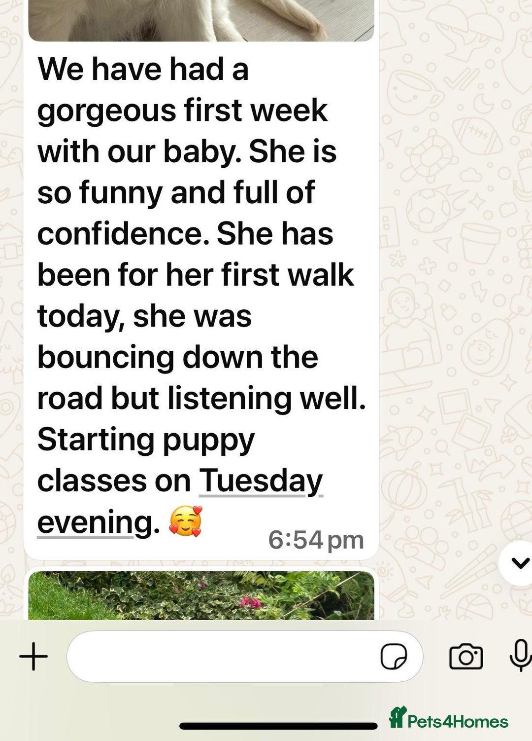 Golden Retriever dogs for sale: KC, Extensively Health tested Parents. Snow white - Image 30