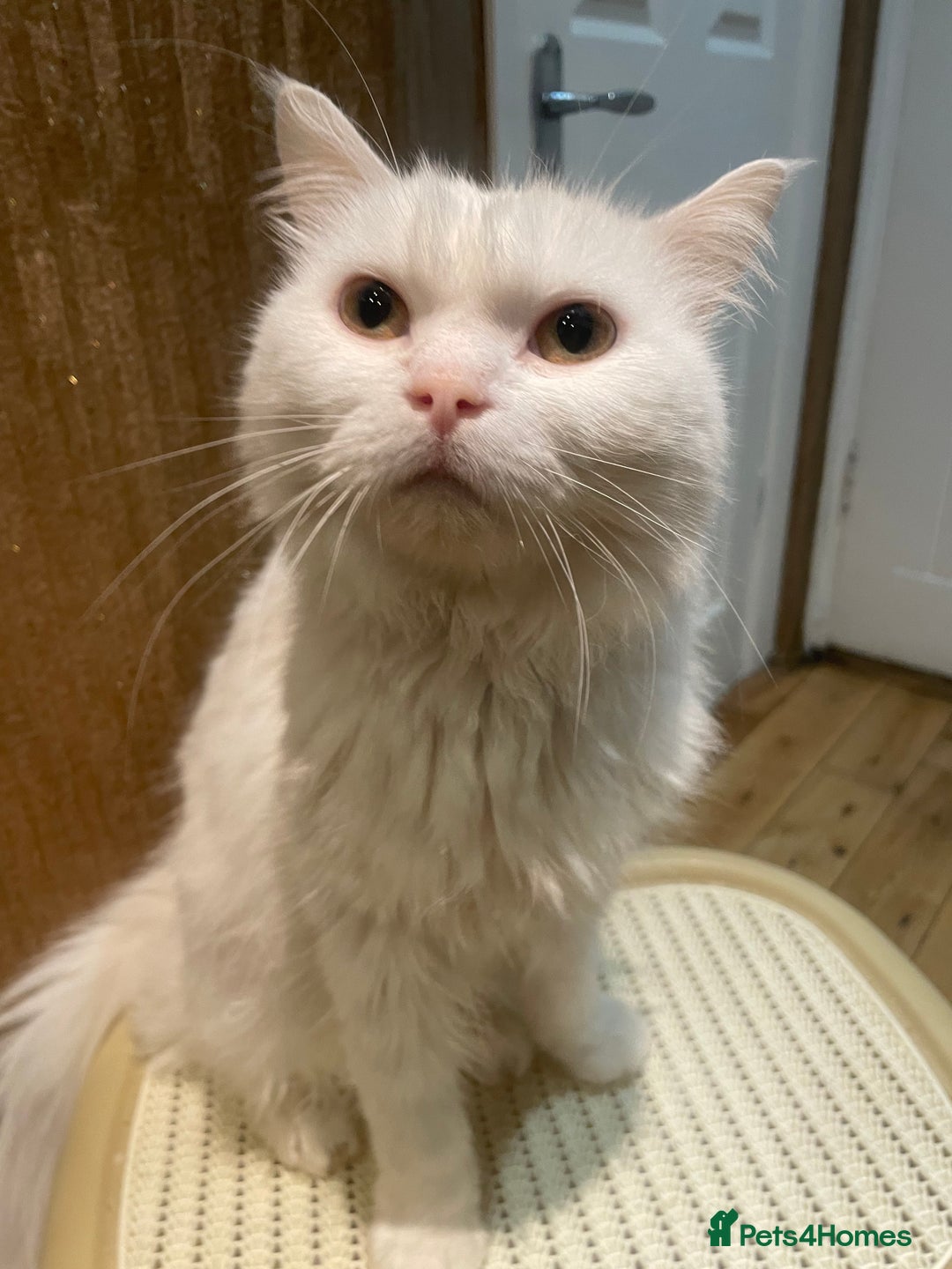 Persian cats for sale: Lovely persian cross male cat for sale - Image 4
