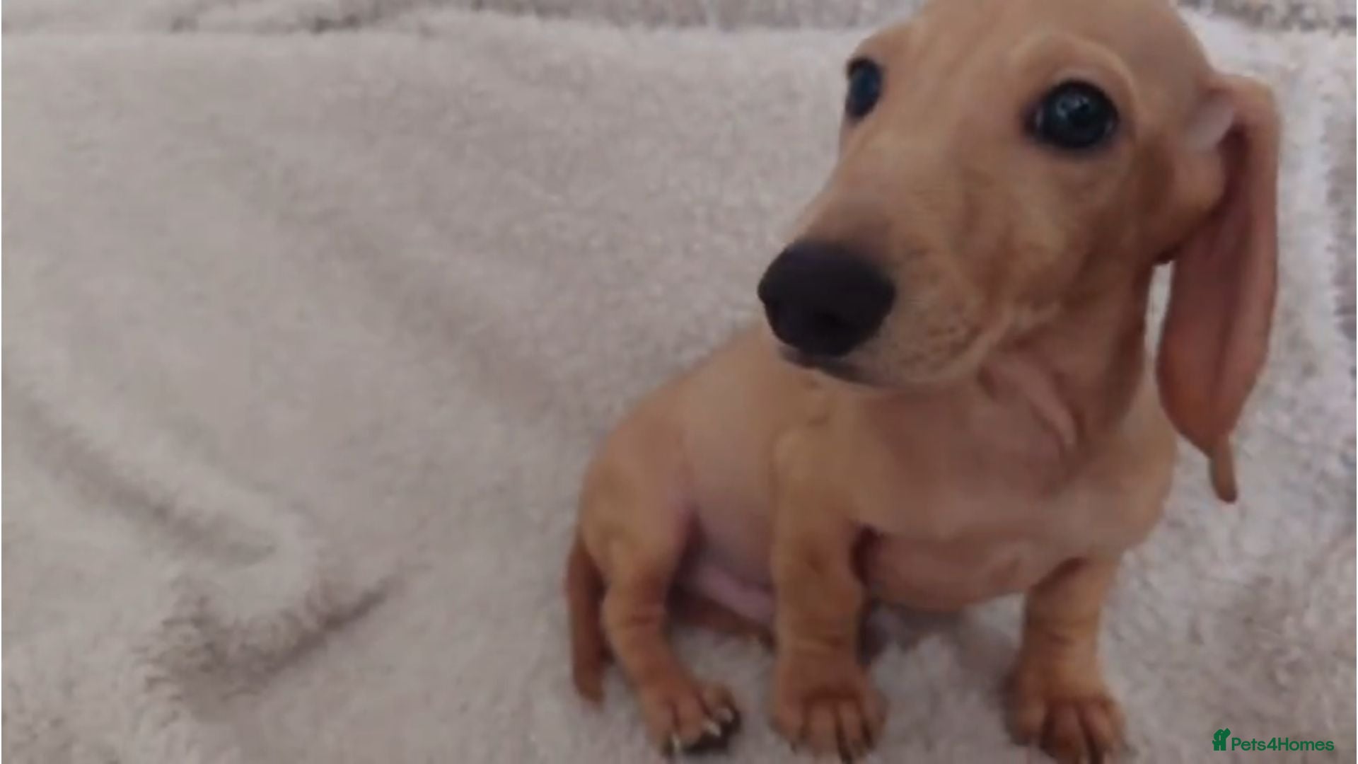 Miniature Dachshund dogs Cream Mini Dachshund Puppy Last one - Advert 1