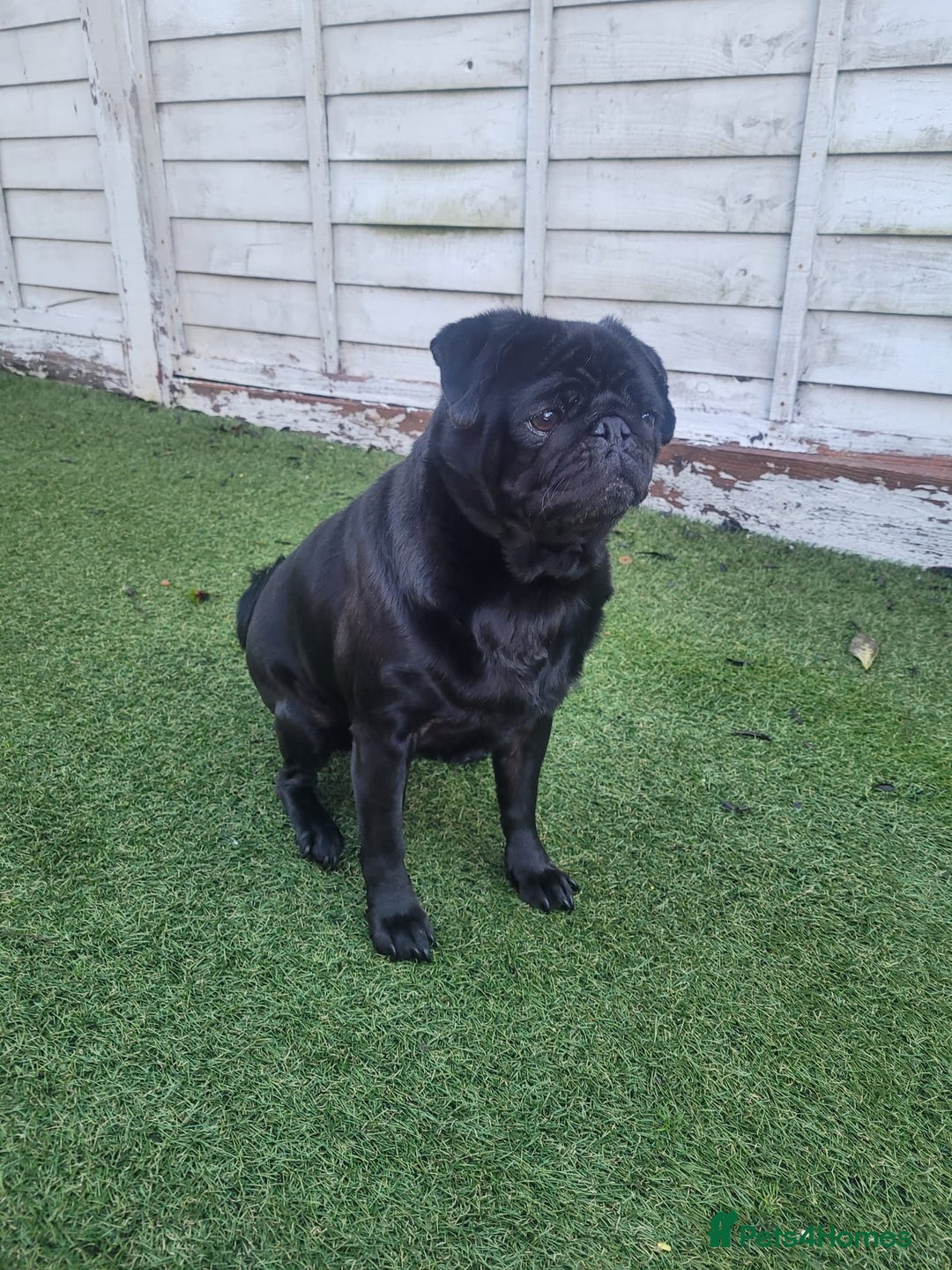Pug dogs for sale: Milo. - Advert 2