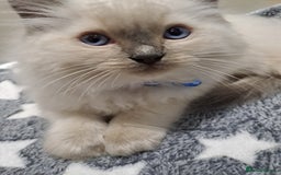 Ragdoll cats for sale: Beautiful blue point Ragdoll  - Image 4