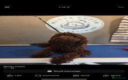 Cockapoo dogs for sale: Dexter - Image 2