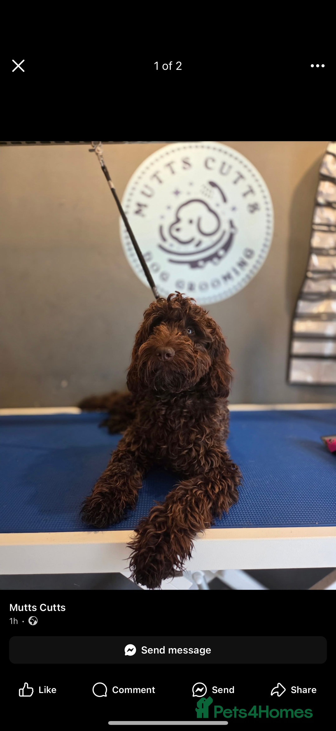 Cockapoo dogs for sale: Dexter - Image 2