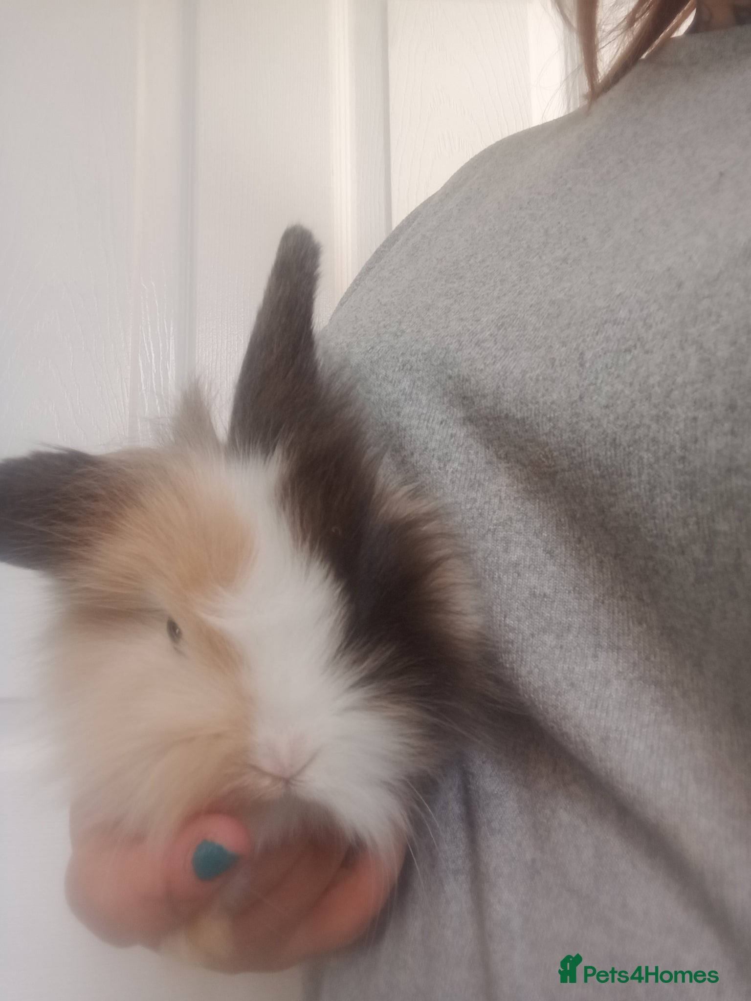 Mixed Breed rabbits Baby lop rabbits  - Advert 18