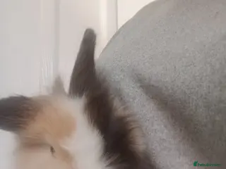 Mixed Breed rabbits Baby lop rabbits - Advert 18