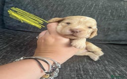 Cocker Spaniel dogs for sale: Working cocker spaniels - Image 6