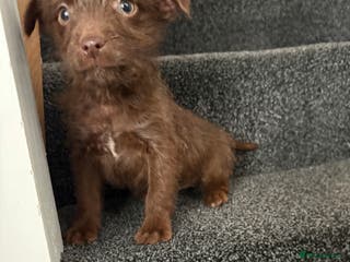 Patterdale Terrier dogs Patterdale Terrier pups - Advert 6