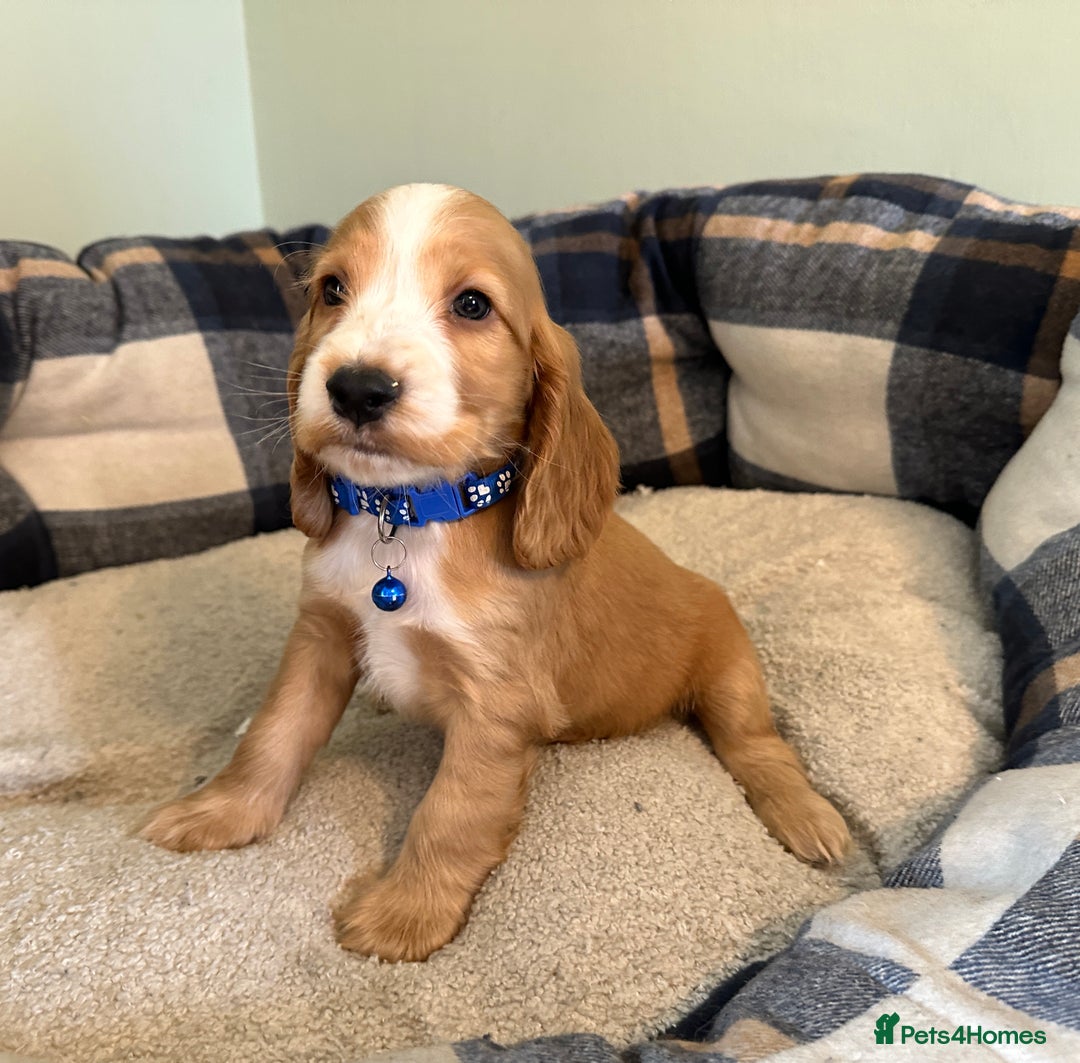 Cocker Spaniel dogs for sale: * KC Registered show type cockers * - Image 12