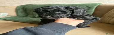 Bordoodle Puppy 2