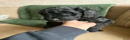 Bordoodle dogs for sale: ADORABLE F1B  BORDOODLE PUPPIES AVAILABLE NOW!! - Advert 15