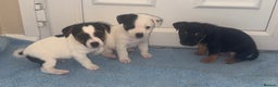 Jack Russell dogs for sale: Minituare short haired jack Russell’s ready now - Advert 19