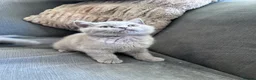 British Shorthair cats for sale: Pure pedigree British shorthair kittenS - Advert 7