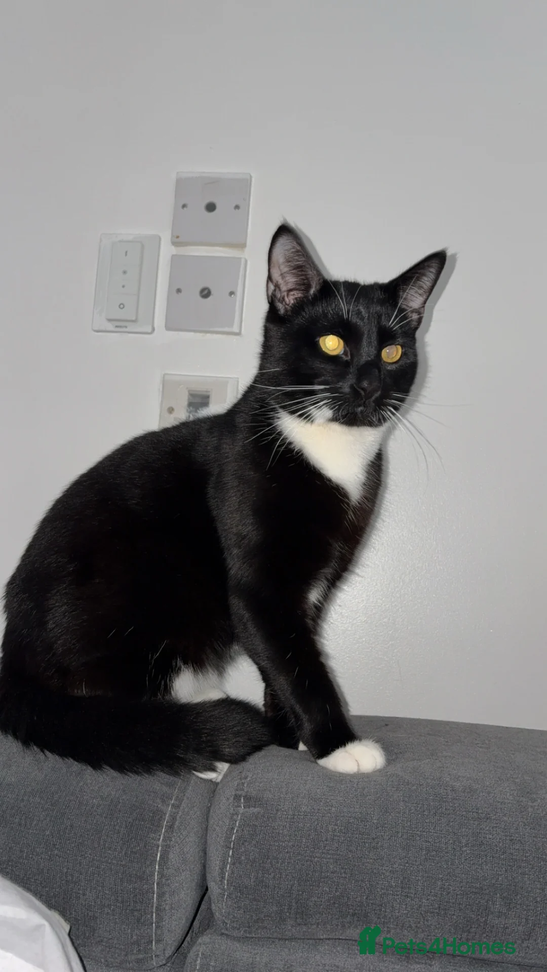 Bombay cats for sale: Male tuxedo cat  - Advert 2
