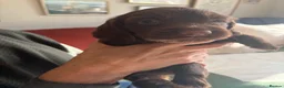 Sprocker dogs for sale: Gorgeous Chocolate Cocker Spaniel Puppies in Shrewsbury - Advert 12