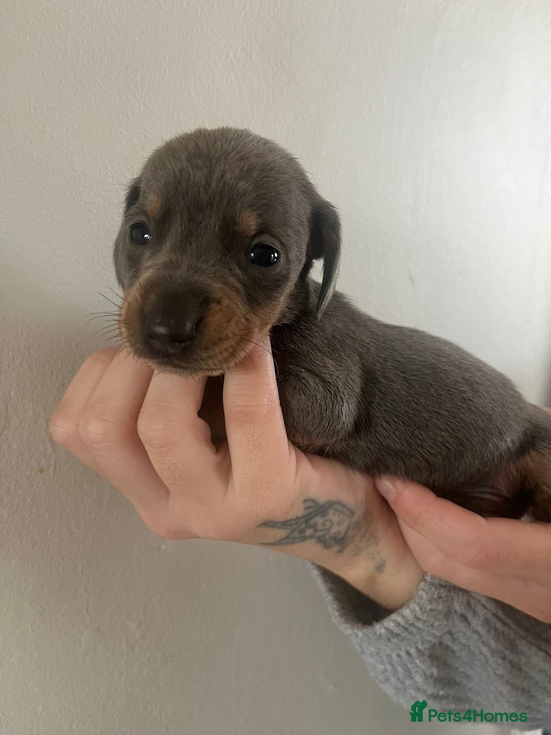 Miniature Dachshund dogs for sale: Stunning litter of mini dachshunds  - Advert 8